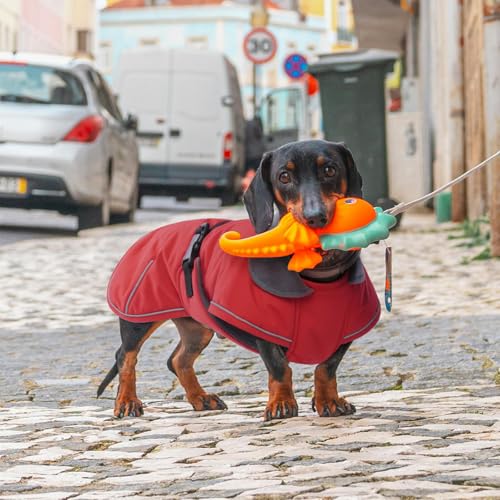 Hjyokuso Hundemantel Dackel, Winddichter Wasserdichter Wintermantel Für Dackel Hunde, Hundejacke Für Große Hunde, Hundemantel Winter Mit Bauchschutz Und Leinenloch, Winterjacken Für Hunde - Rot