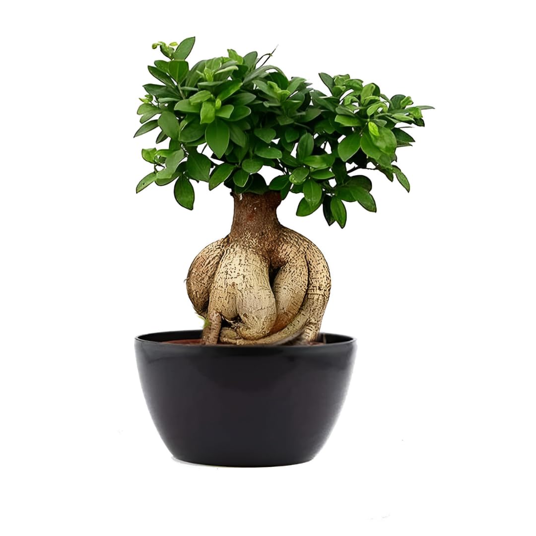 Phulwa Ficus Ginseng Indoor and outdoor Bonsai Live Plant/Tree 9 Years Old With Black Nursery 12-15 Inch Pot plant | Healthy Live Plant (B0DCK2QVY8) Amazon Price History, Amazon Price Tracker