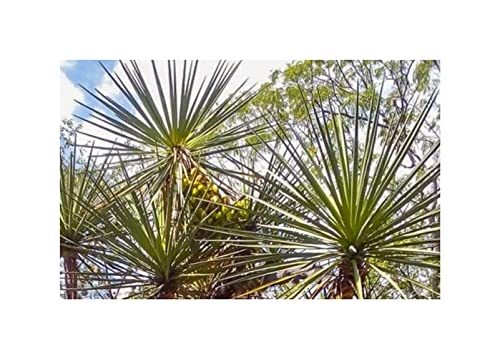 Pcs - 10x Yucca Mixtecana Mixteca Yucca Jardin Plantes - Graines ID973 - Seeds & Plants Shop by Ipsa