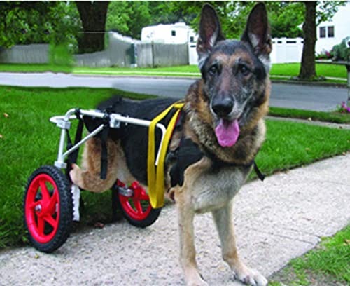 Silla De Ruedas para Perros Silla de ruedas Cover