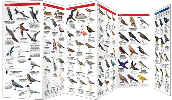 Galapagos Wildlife: A Folding Pocket Guide to Familiar Animals (Nature Observation International) - Image 2
