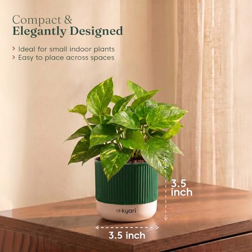 Image of Kyari Good Luck Money Variegated Live Plant with Green Self Watering Pot 4 Inch - Indoor Live Plant with Pot for Home, Living Room - Lucky Vastu Air Purifying Plant
