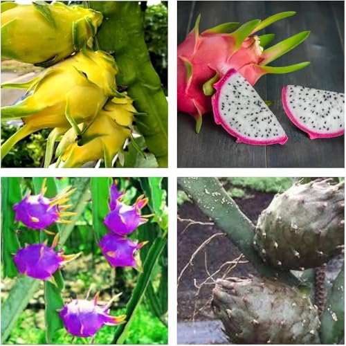Image of Dragon Fruit Tree Plant Combo Pack of 3, Medium Size, Live Hybrid Dragon Fruit Plants for Home Garden, Terrace & Outdoor Gardening