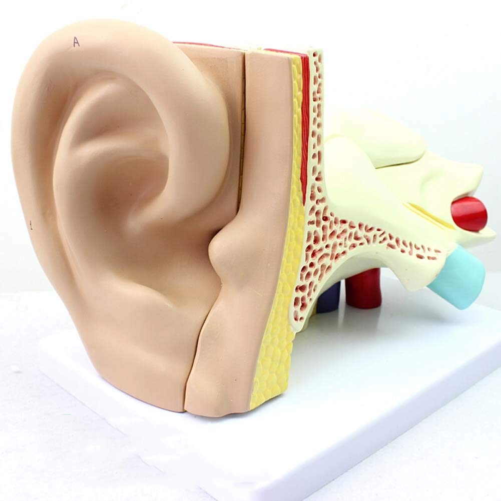 Buy Human Ear Anatomy Model, Ear Model, Ear Anatomy, Inner Ear