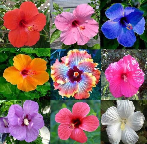 Fresh 100pcs Mixed Hibiscus Flower Seeds