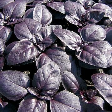 Basil Crimson King Ocimum basilicum 1,000 Seeds
