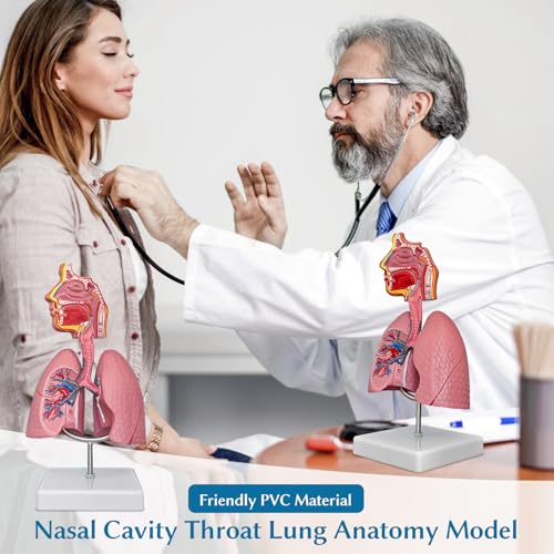 SFXYJ Nasal Cavity Throat Lung Anatomy Model, 1/2 Life-Size Human Head Larynx Respiratory System Organs Model with Product Manual Card PVC Base for Medical Physiology Teach Education Display Research