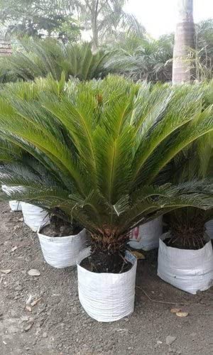 Cloud Farm Hybrid Cycus Revoluta Live Plant[CF49] (B0B2LCL2JM) Amazon Price History, Amazon Price Tracker