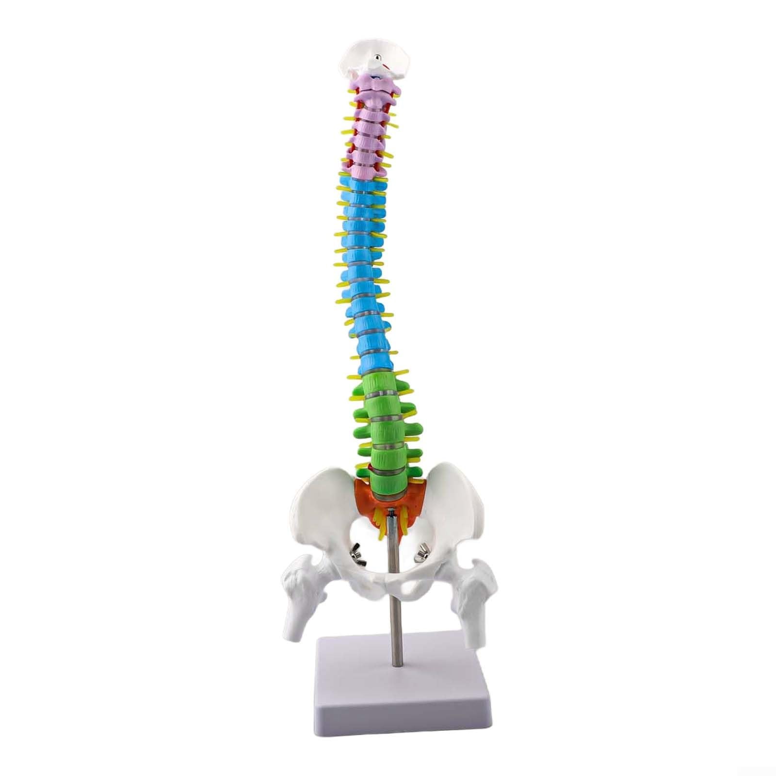 45 cm Human Model With Colour-Coded Anatomy 45 cm Human Model With