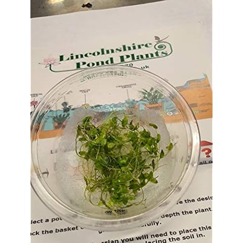 PondPlantsUK Tank Grown Duckweed - 3 Types - Greater Duckweed - Duckweed - Star Duckweed (Lemna minor) Cover