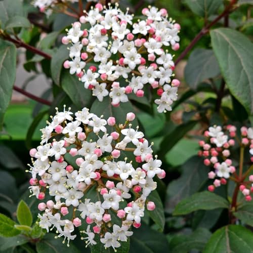 Semillas de bola de nieve, Viburnum dilatatum, de semillas de para invitados arbustos de rápido crecimiento variedades antiguas 300pcs