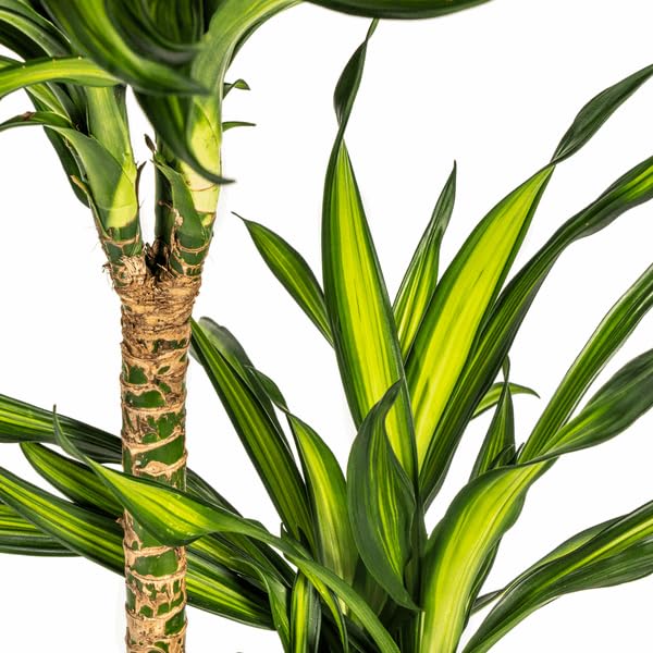 Dracaena deremensis Rikki Drachenbaum 130-150cm 24cm Zimmerpflanze pflegeleicht grüne Blattpflanze für Wohnzimmer Büro Flur moderne große Grünpflanze