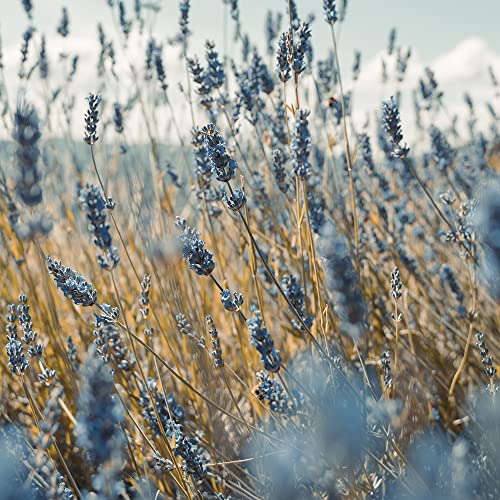 Helles Lila Lavendel Samen MehrjäHrig Winterhart Bodendecker Exotische...