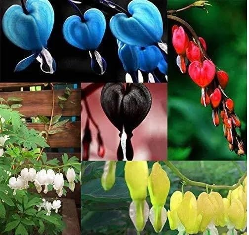 Bleeding Heart Flowers Seeds Mixed 100pcs