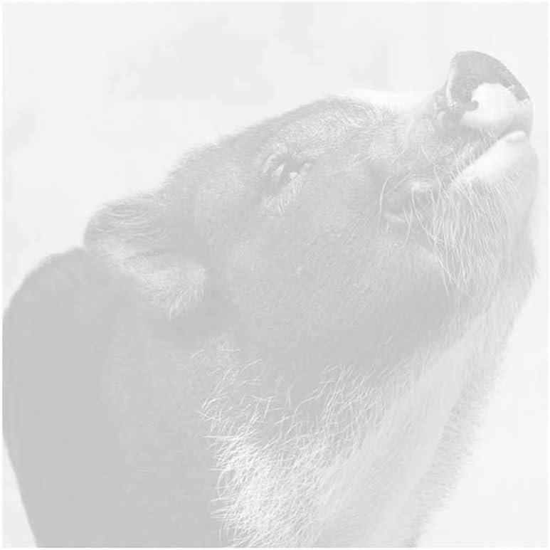 Pig Love Sticky Notes - Set of 3 - Animal Theme Design - Stationery Gift - Paper Memo Pad - Office Business School Supplies