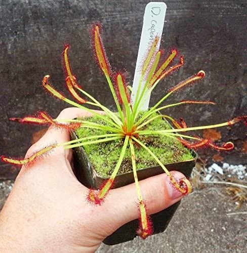 Cape Sundew - Drosera capensis - Carnivorous Plant 3" Pot Cape Sundew - Drosera capensis - Carnivorous Plant 3" Pot