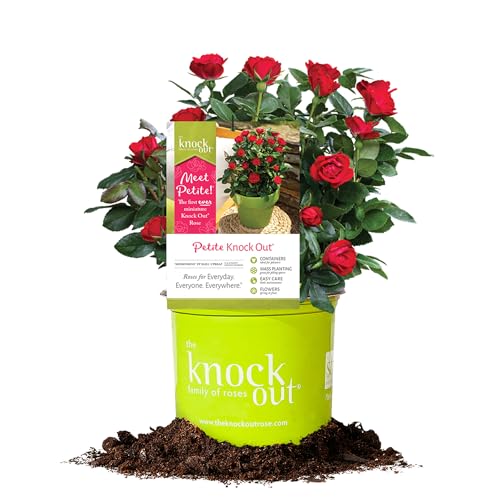 Perfect Plants Petite Knock Out® Rose Bush 1 Gallon. |
