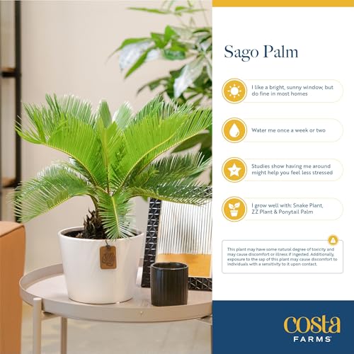 Image of Costa Farms Live Sago Palm, Easy to Grow Live Indoor Plant, Houseplant in Plant Pot, Home and Room Decor, 1 Foot Tall