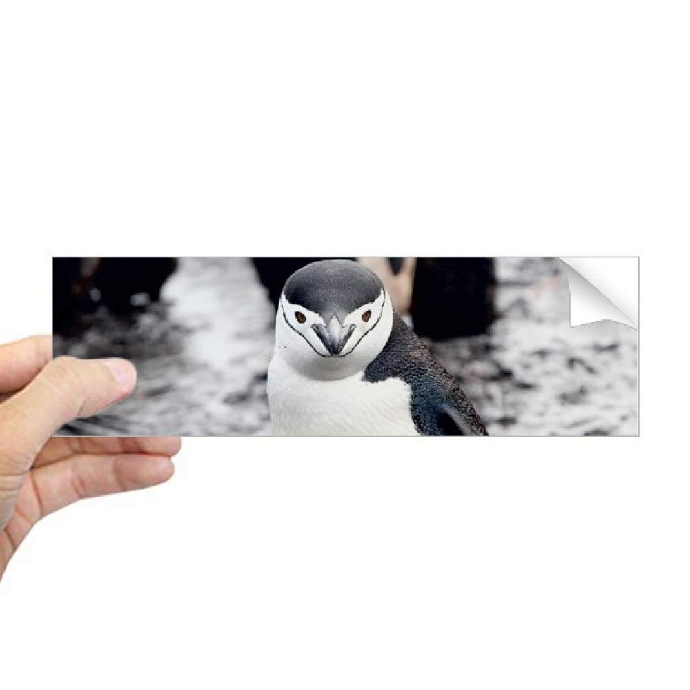 Autocollant fenêtre pingouin au format rectangulaire haute finition