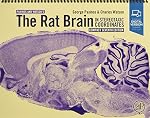 Neuroanatomy