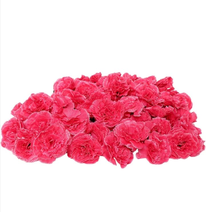 Pragati Creation Artificial Decorations Loose Carnation Flower Heads & Flower for Home Decor (Dark Pink, 50) (B0C42ZXNMS) Amazon Price History, Amazon Price Tracker