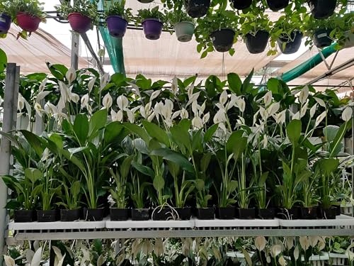 Image of live plants (FLWR LILLY)