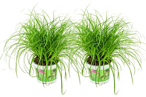 ZynesFlora Echtes Katzengras 2 Stück Cyperus Zumula Zyperngras - Ø 12 cm - Höhe: 25-30 cm - Essbares Pflanze für Katzen