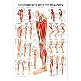 Rüdiger Die Beinmuskulatur Poster Anatomie 70x50 cm 