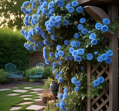 Image of Climbing Rose Hybrid Seeds Pack - Large Flowers- 70 Easy-to-Grow Seeds for Vibrant Blooms, Suitable for All Indian Climates (BLUE)