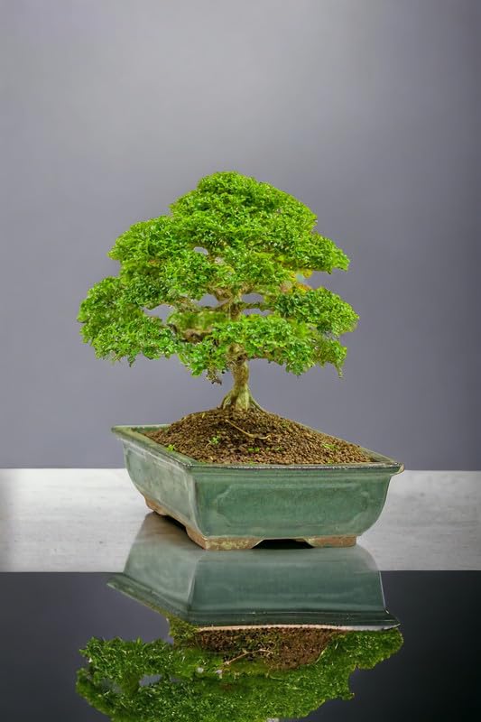 Ficus bonsai plant big,7 Years old Bonsai Pack of 1 Without pot