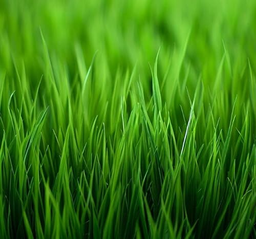 MySeeds.Co - Bahia, Bermuda, Grass Seeds for Lawn and Pasture,