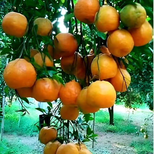 Image of Sweet Nagpur Mandarin Variety Orange Hybrid Grafted Healthy Live Plant1.5-2 Ft Size(Fruit After 1 Year) Pack of 1