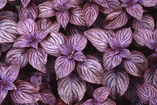 50 Lila Shiso Samen japanische Basil/Perilla Kraut S/H Combine : Amazon.de:  Garten