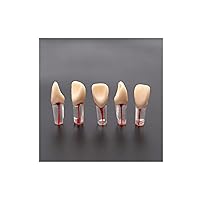 Vista 15 de 5 dientes dentales de práctica endodoncia modelo M8006 11# Standard Typodont 1:1 Teach (M8006-11#)