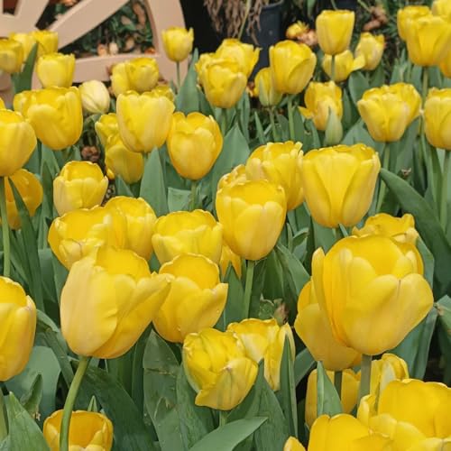 6 pz Bulbi di tulipano resistenti - Vaso per piante bonsai da interno bonsai bulbo da fiore Bulbi di tulipano Vasi per piante Piante da interno Giardinaggio urbano Piante resistenti