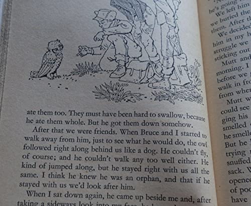 Owls in the Family (Piccolo Books) 0330029568 Book Cover