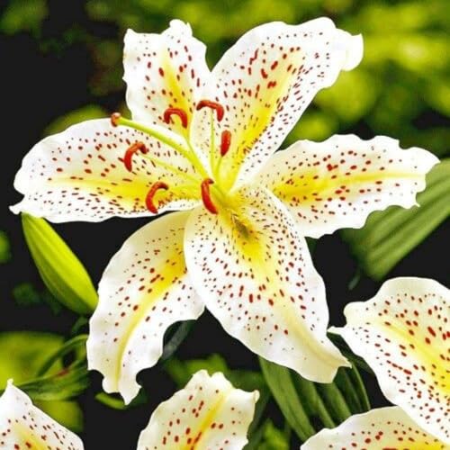 Bellissimo Giglio bulbi,Piante perenni,Giglio pianta vera,resistenti al freddo,Tagliare,Facile da curare(non artificiali)-4 Bulbi-B