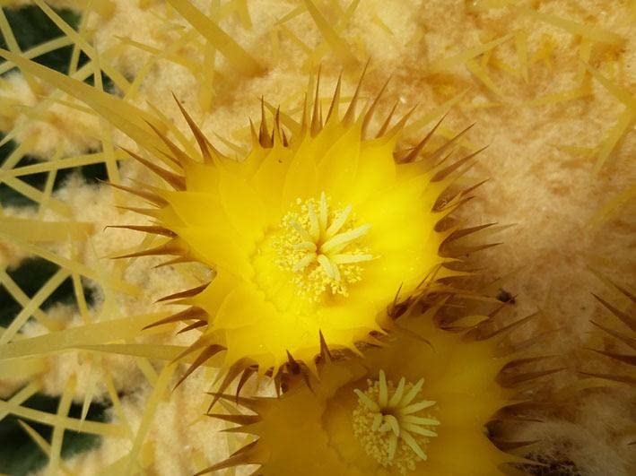 Geosism & Nature Echinocactus grusonii 20 cm, Cactus, Plante succulente