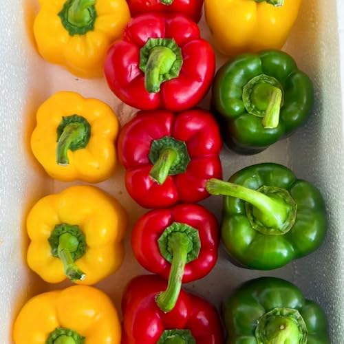 semi di peperone vecchie varietà - biologici, giardino 150pcs