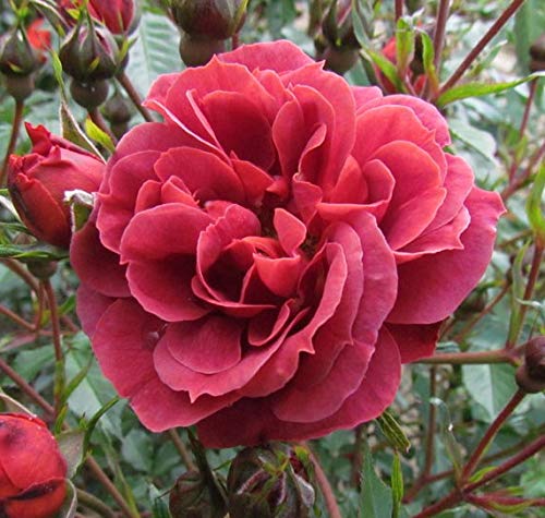 Chocolate Drop - 5.5lt Potted Floribunda Garden Rose Bush - Exclusive Rose! Fabulous Numbers of Smokey red Flowers with Golden centres, Early Eye catching displays, Repeat Flowering