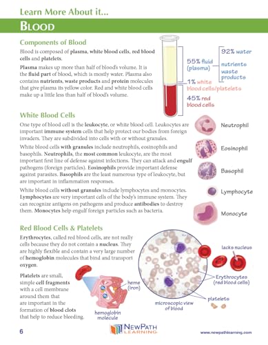Image of NewPath Blood Groups 3D Paper Model Making Kit - Individual Student Edition (24-7781)