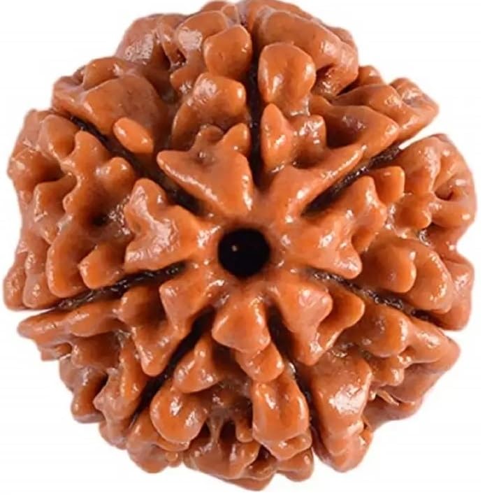 Seven Mukhi Rudraksha bead Original Certified For Seven Mukhi Rudraksha bead, seven Face Rudraksha Satmukhi Rudraksha By Certifiedx01-image-44