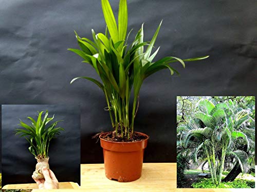 Las semillas orgÃ¡nicas: Dypsis lutescens, Areca Pm - Una tarde increÃ­ble de Madacar por Farmerly