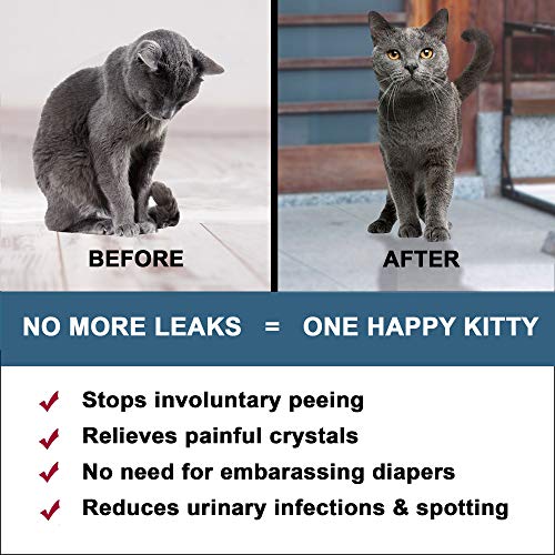 Cat UTI Treatment - Image 6