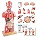 EVOTECH SCIENTIFIC 2025 New Human Body Deluxe Musculature Model, 16 Pcs Removable 17 inch Human Torso Anatomy Model with Heart Head Skull Brain Skeleton Model for Medical Student, Lab & Classroom Use