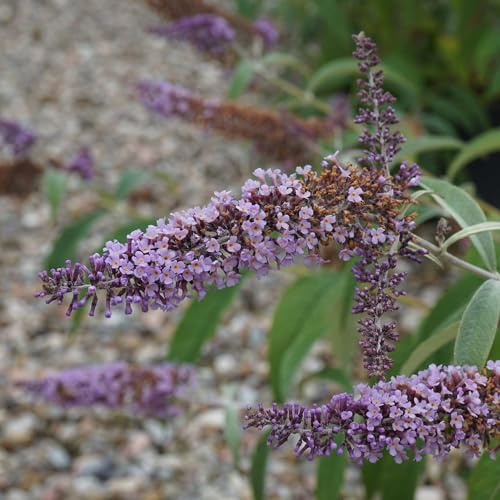 Pianta vera di Buddleja davidii Ile de France - Diametro Vaso Ø 18 cm