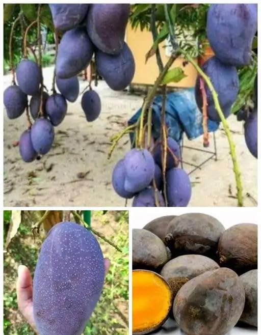 High Yield Rare Black Stone Mango Plant Live Upto 2feet Height Grafted Mature Plant Suitable for Container Gardening (Pack of 1) 2