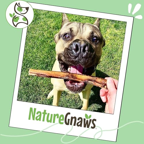 Image of Nature Gnaws Large Bully Sticks for Dogs 5-6 inch (10 Count) - Thick Long Lasting for Aggressive Chewers and Large Dogs - Natural Beef Dog Chew Bones
