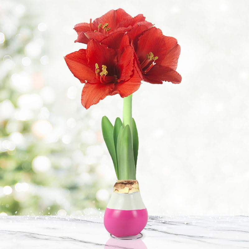 Hugs and Kisses Waxed Amaryllis