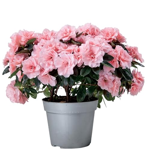 Planta Azalea Viva – Natural Decorativa y Luminosa para Cualquier Espacio del Hogar